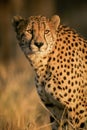 Adult male African Cheetah South Africa