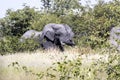 Adult male African elephant, Loxodonta africana, Etosha National Park, Namibia Royalty Free Stock Photo