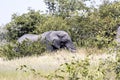 Adult male African elephant, Loxodonta africana, Etosha National Park, Namibia Royalty Free Stock Photo