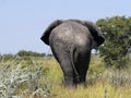 Adult male African elephant, Loxodonta africana, Etosha National Park, Namibia Royalty Free Stock Photo