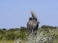 Adult male African elephant, Loxodonta africana, Etosha National Park, Namibia Royalty Free Stock Photo