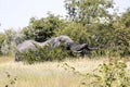 Adult male African elephant, Loxodonta africana, Etosha National Park, Namibia Royalty Free Stock Photo