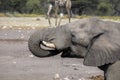 Adult male African elephant, Loxodonta africana, Etosha National Park, Namibia Royalty Free Stock Photo