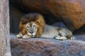 Adult male African lion.