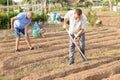 Man amateur gardener hoeing soil in vegetable bed in summertime Royalty Free Stock Photo