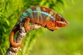 Adult male Ambilobe Panther Chameleon Furcifer pardalis