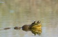 American Bullfrog with damselfly on its eye Royalty Free Stock Photo