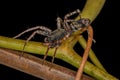 Adult Male Ant-mimic Sac Spider