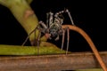 Adult Male Ant-mimic Sac Spider