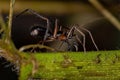 Adult male ant-mimic sac spider