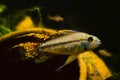 Adult male Apistogramma cacatuoides, popular freshwater dwarf cichlid, careful father and its fry, breeding facilities aquarium