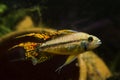 Adult male Apistogramma cacatuoides, popular freshwater dwarf cichlid, strong and aggressive species