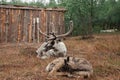 Adult male and baby reindeer Royalty Free Stock Photo