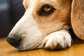 Adult male beagle dog sleeping on floor. Shallow depth of field. Canine background Royalty Free Stock Photo