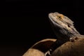 Adult male bearded dragon isolated