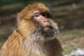 Adult male of Bertuccia, or Barberia monkey. He is a primate mammal who lives in the Atlas in Morocco.