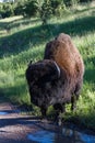 Adult male bison or bufalo