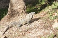 Adult Male Black Spiny-Tailed Iguana Royalty Free Stock Photo