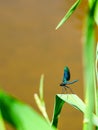 Adult male of blue dragonfly Calopteryx virgo, beautiful demoiselle, sitting on grass leaf Royalty Free Stock Photo