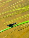 Adult male of blue dragonfly Calopteryx virgo, beautiful demoiselle, sitting on grass leaf Royalty Free Stock Photo