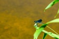 Adult male of blue dragonfly Calopteryx virgo, beautiful demoiselle, sitting on grass leaf Royalty Free Stock Photo