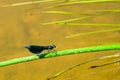 Adult male of blue dragonfly Calopteryx virgo, beautiful demoiselle, sitting on grass leaf Royalty Free Stock Photo