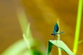 Adult male of blue dragonfly Calopteryx virgo, beautiful demoiselle, sitting on grass leaf Royalty Free Stock Photo