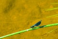 Adult male of blue dragonfly Calopteryx virgo, beautiful demoiselle, sitting on grass leaf Royalty Free Stock Photo