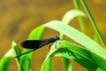 Adult male of blue dragonfly Calopteryx virgo, beautiful demoiselle, sitting on grass leaf Royalty Free Stock Photo