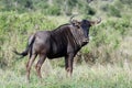 An adult male Blue Wildebeest in great condition