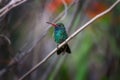 Adult Male Broad-billed Hummingbird Royalty Free Stock Photo