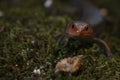 Adult male broad-head skink portrait.