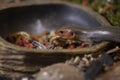 Adult male broad-head skink portrait.