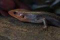 Adult male broad-head skink portrait.