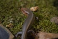 Adult male broad-head skink portrait.