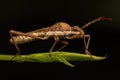 Adult Male Broad headed Bug