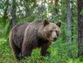 Adult female Brown Bear. Close up portrait of Brown bear in the summer Royalty Free Stock Photo