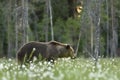 Adult male brown bear with forest background