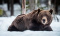 Adult male of Brown Bear lies in the snow in winter forest at night twilight.