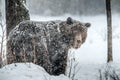 Adult Male of Brown bear in the snow. Snow Blizzard in the winter forest. Royalty Free Stock Photo