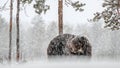 Adult Male of Brown bear in the snow. Snow Blizzard in the winter forest. Royalty Free Stock Photo