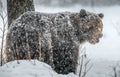 Adult Male of Brown bear in the snow. Snow Blizzard in the winter forest. Royalty Free Stock Photo