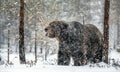 Adult Male of Brown bear in the snow. Snow Blizzard in the winter forest. Royalty Free Stock Photo