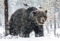 Adult Male Of Brown Bear In The Snow. Snow Blizzard In The Winter Forest.
