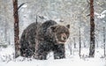 Adult Male of Brown bear in the snow. Snow Blizzard in the winter forest. Snowfall Royalty Free Stock Photo