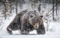 Adult Male of Brown Bear walks through the winter forest in the snow. Front view