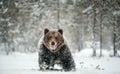 Adult Male of Brown Bear walks through the winter forest in the snow. Front view.