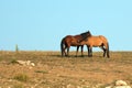 Adult Male Buckskin Stallion nursing from a mare in the Pryor Mountains Wild Horse Range on state border of Montana Wyoming USA Royalty Free Stock Photo