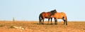 Adult Male Buckskin Stallion nursing from a mare in the Pryor Mountains Wild Horse Range on state border of Montana Wyoming USA Royalty Free Stock Photo