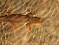 Adult male California Newt (Taricha torosa) Royalty Free Stock Photo